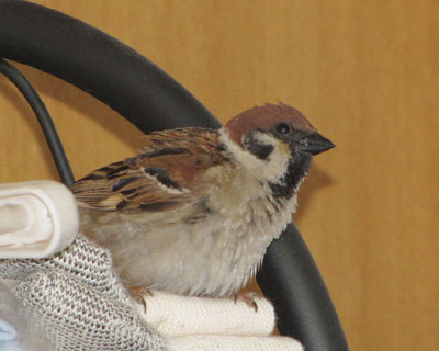 �Ԉ���Ă����ɓ����Ă���