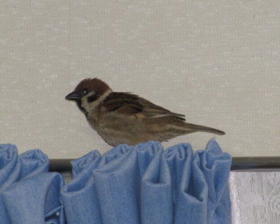 ����ĂĔ�щ��A�o�čs����