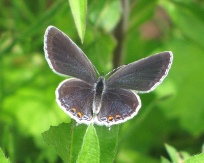 �o�����肪���킢���c�o���V�W�~