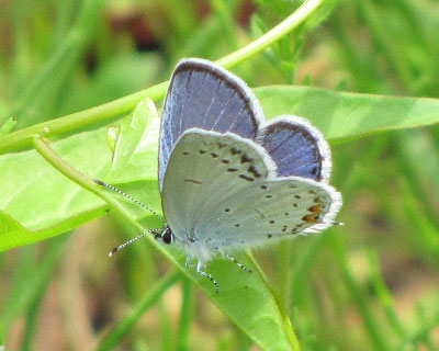 �ӂ��ӂ��̉��������킢��