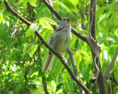 �����Ś���E�O�C�X