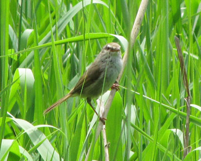 ���������Ƃ��낪��D��