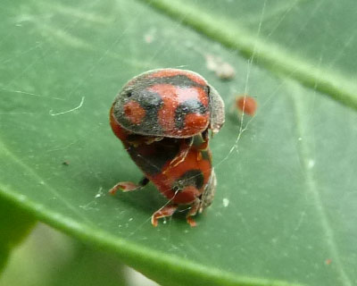 �~�J���ɂ����Ԃ���