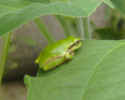 �Ă͂قƂ�ǌ��Ȃ������A�}�K�G��