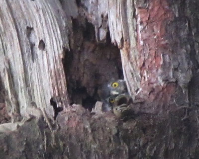 ���N�͕ʂ̖؂Ɉ����z����