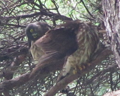 �Z�͌��ē���