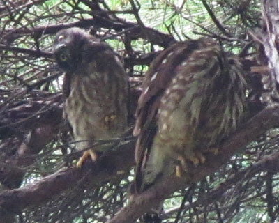 �񂪖߂�Ȃ��Ȃ����H