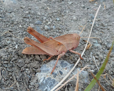 �ςȐF�̃o�b�^