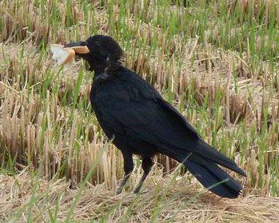 ���Ȃ��̓n�Q�����p���͂ǂ�����