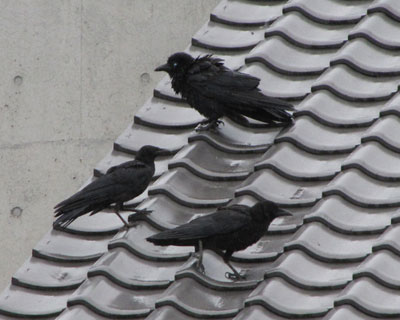 �������̉����ɂ͂悭�{�\�e�q������