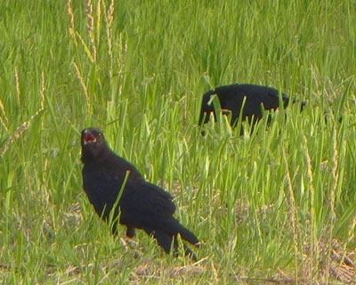 �����[�A�����[