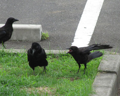 �����[�A�����[