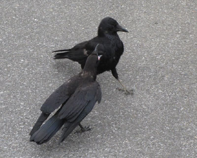 ���ւ����[