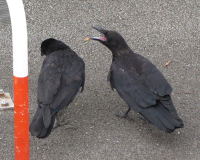 �N�Ɏ����̂�����