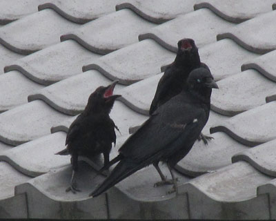 ���܂ł���