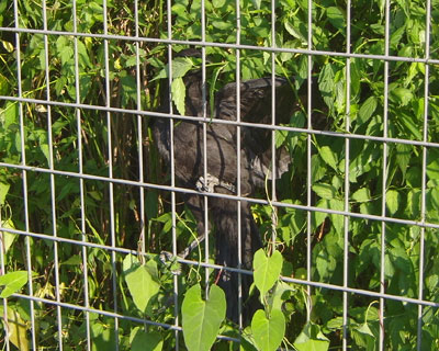 �u�g�����̃q�i���ۂ��̂������Ă�