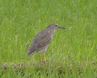 �c��ڂɂ悭���邯�ǉ����S�C�T�M