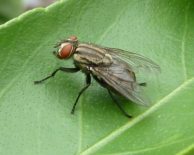 �n�G�̎�ނ͂킩��Ȃ�