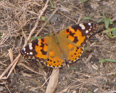 ����̂Ȃ��q���A�J�^�e�n