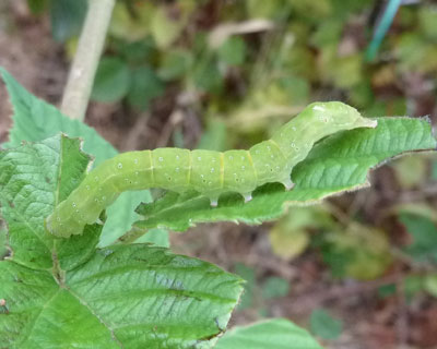 ���̕s���C��