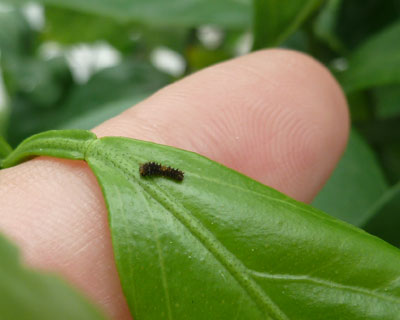 ���N�͏��Ȃ��C�������