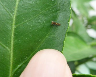 ���Ȃ萶�܂ꂽ��