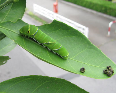 ���񂱂����