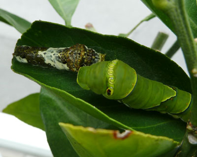 �傫���q�������グ��