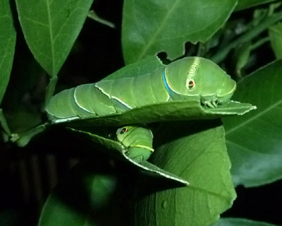 ��͓�i�x�b�h�ɂȂ��Ă���