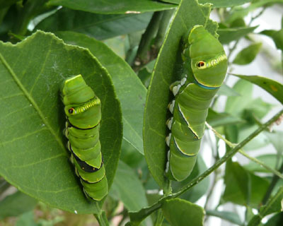 ���������F���Ⴄ