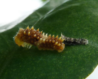 ���������͔炪�傫��