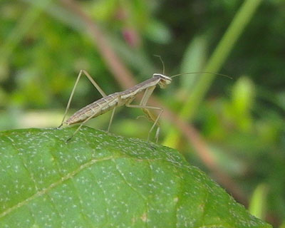 �U�����߂͐Ԃ����