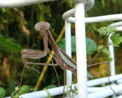 ����̓n���X�^�[