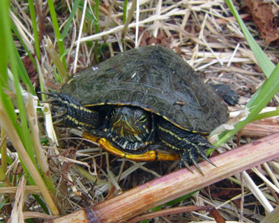 �������ł������Ă��~�h���K��