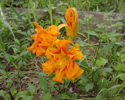 �炢���Ƃ��񂵂��ꂽ����