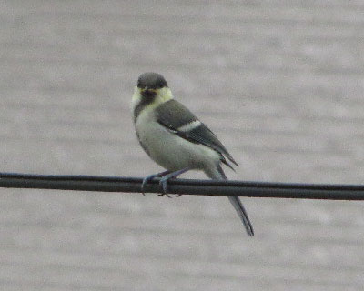 ���F���q