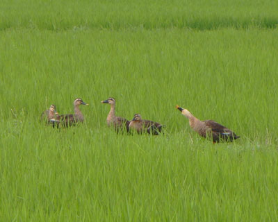 �����ς�����̂Ƀq�i�͌��Ȃ�