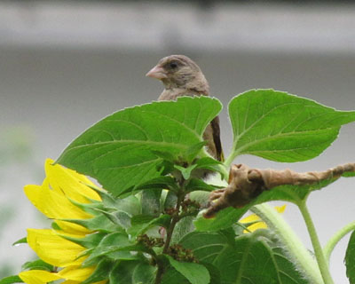 �J�����q���̎q