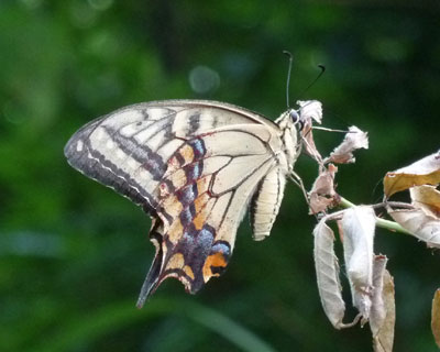 ���N�͂悭�����L�A�Q�n