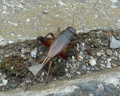 �S�L�u���Ɏ��Ă�