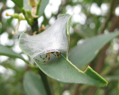 �Č����̑�