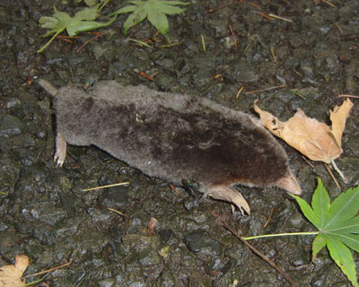 ��̂����ǁA���߂Č������O��