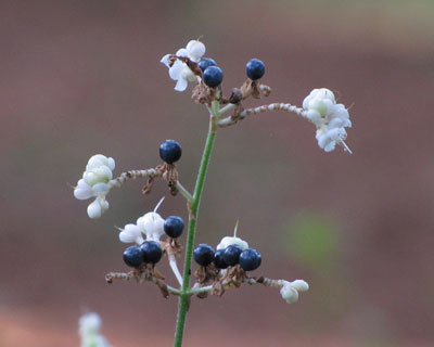 ����ڂ����u�~���E�K