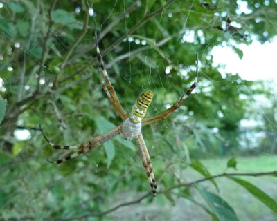 �Ȃ������Q�{�����낦��̂�