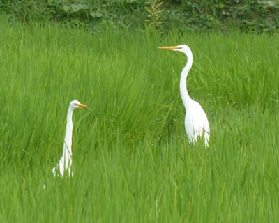 ��L�т�Ƃ��̐l�����񂪌�����