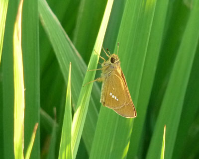 �C�l�Ȃ��D���炵���Z�Z�������