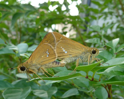 ���̂܂ܔ�ׂ�