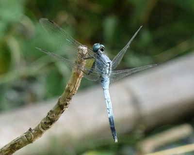 �V�I�J���g���{���Ǝv���E�E�E