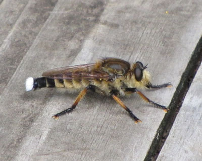 �������ȃV�I���A�u