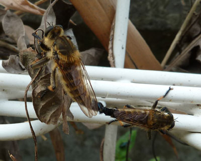 �E�̂͋ꂵ����